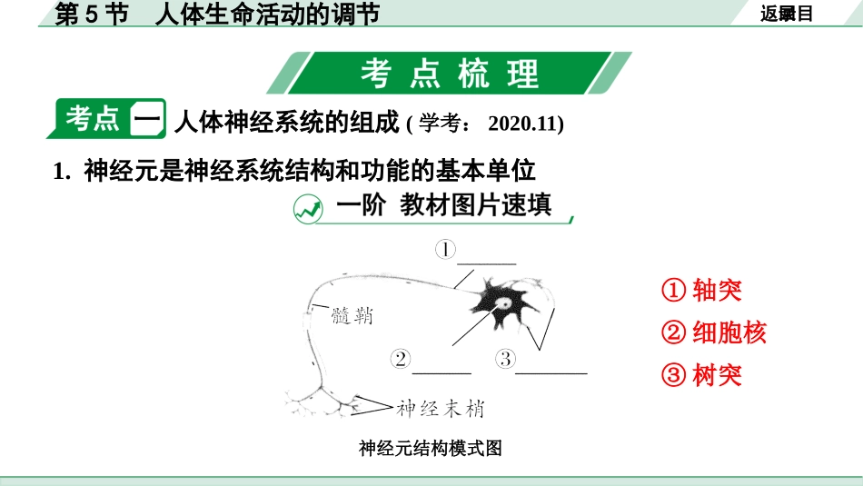 中考北京生物学考点速填速通_04.主题四  生物圈中的人_05.第5节　人体生命活动的调节.pptx_第3页