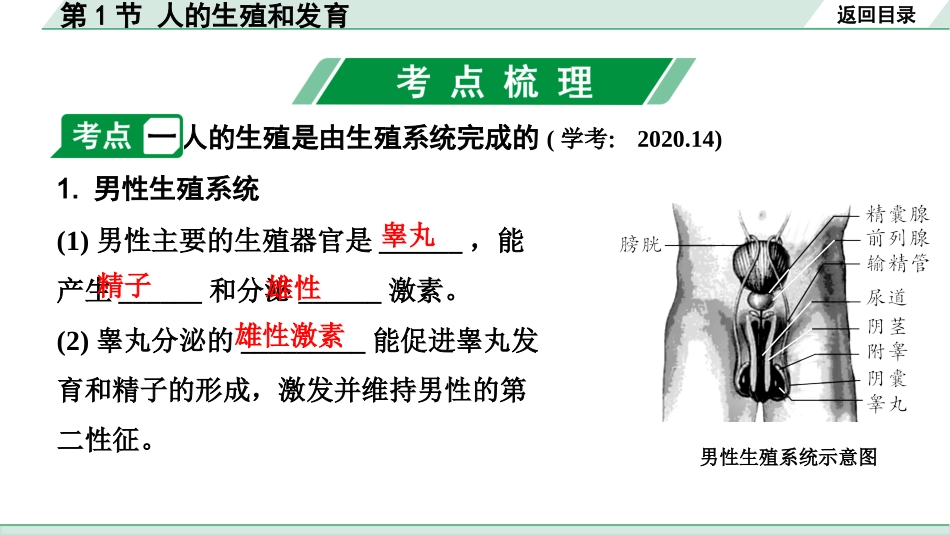 中考北京生物学考点速填速通_06.主题六  生物的生殖、发育与遗传_01.第1节　人的生殖和发育.pptx_第3页