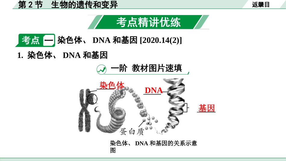 中考安徽生物学01.第一部分  安徽中考考点研究_06.主题六  生物的生殖、发育与遗传_02.第2节  生物的遗传和变异.pptx_第3页