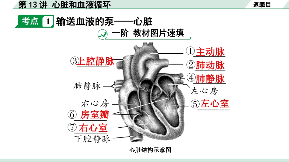 中考广东生物学全书PPT_01.01.第一部分  广东中考考点研究_04.第四单元  生物圈中的人_05.第13讲  心脏和血液循环.pptx_第3页