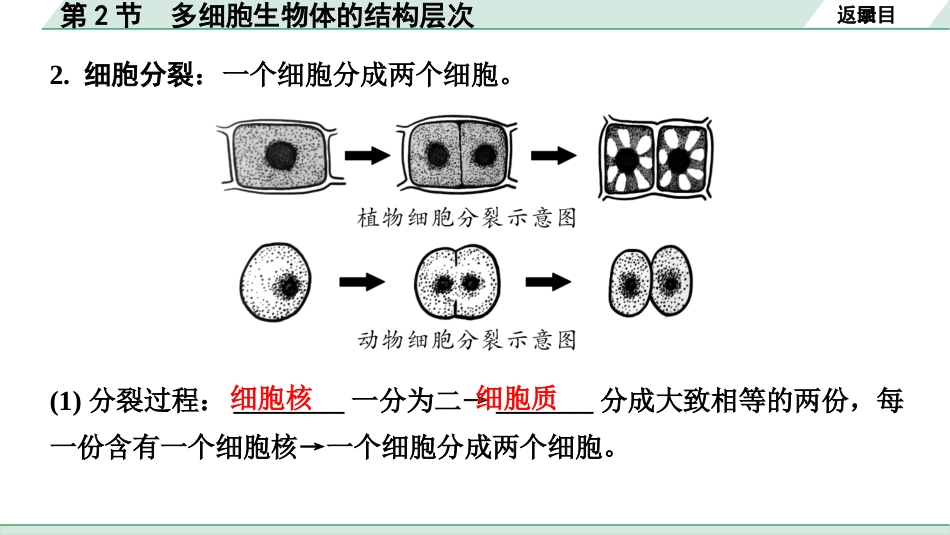 中考北京生物学考点速填速通_01.主题一  生物体的结构层次_02.第2节  多细胞生物体的结构层次.pptx_第3页