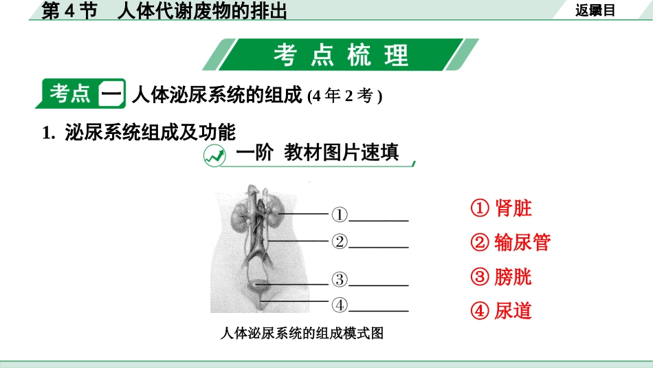 中考北京生物学考点速填速通_04.主题四  生物圈中的人_04.第4节　人体代谢废物的排出.pptx_第3页