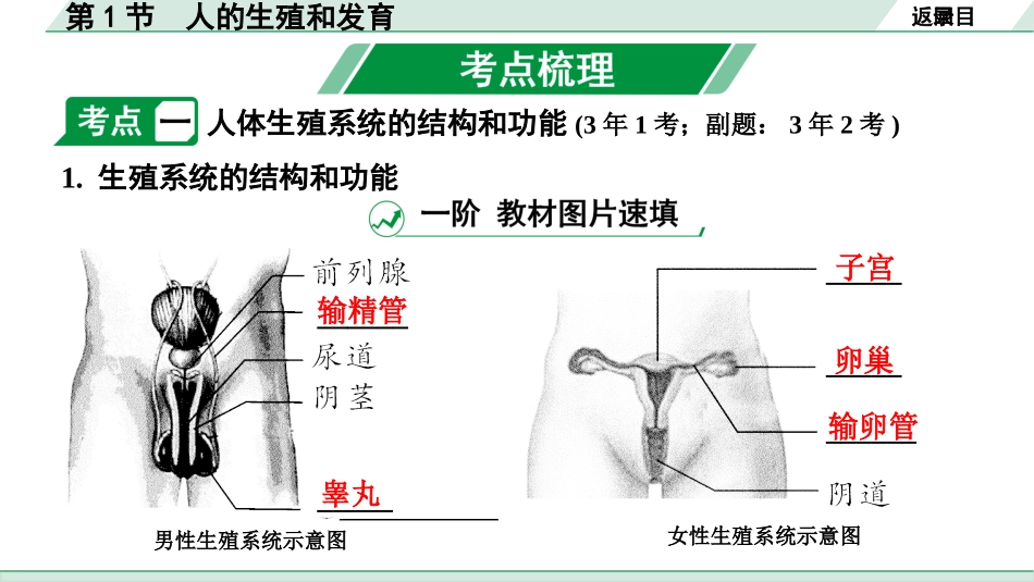 中考陕西生物学01.第一部分  陕西中考考点研究_06.主题六　生物的生殖、发育与遗传_01.第1节　人的生殖和发育.pptx_第3页