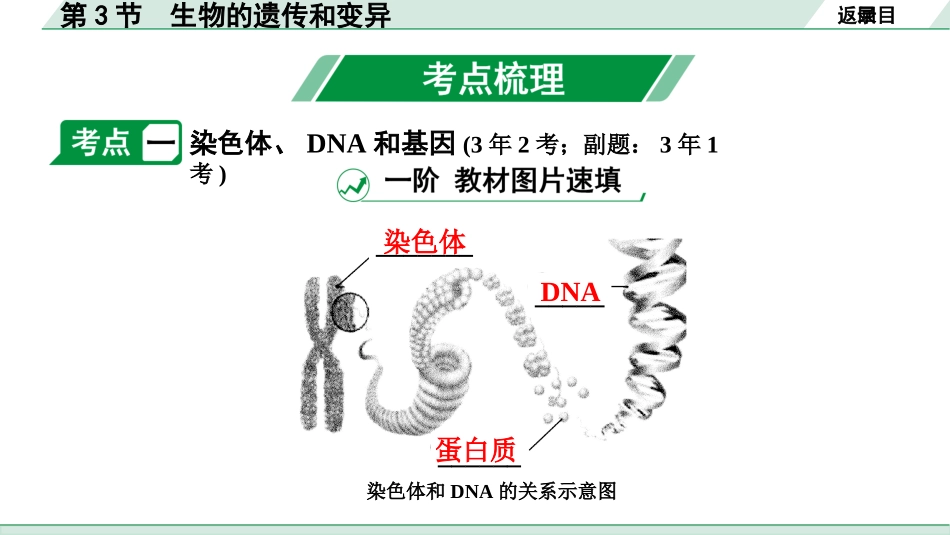 中考陕西生物学01.第一部分  陕西中考考点研究_06.主题六　生物的生殖、发育与遗传_03.第3节　生物的遗传和变异.pptx_第3页