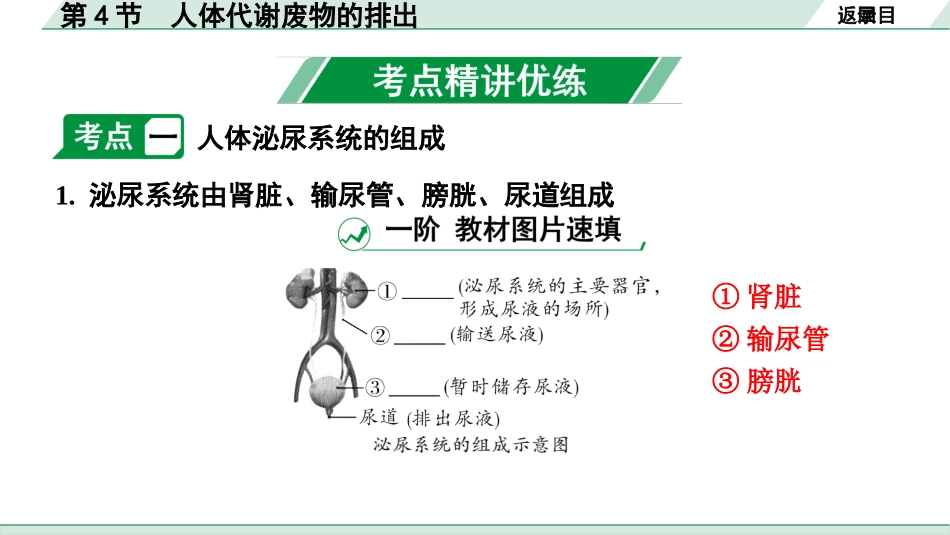 中考内蒙古生物学01.第一部分  内蒙古中考考点研究_05.主题五　生物圈中的人_05.第4节　人体代谢废物的排出.pptx_第3页