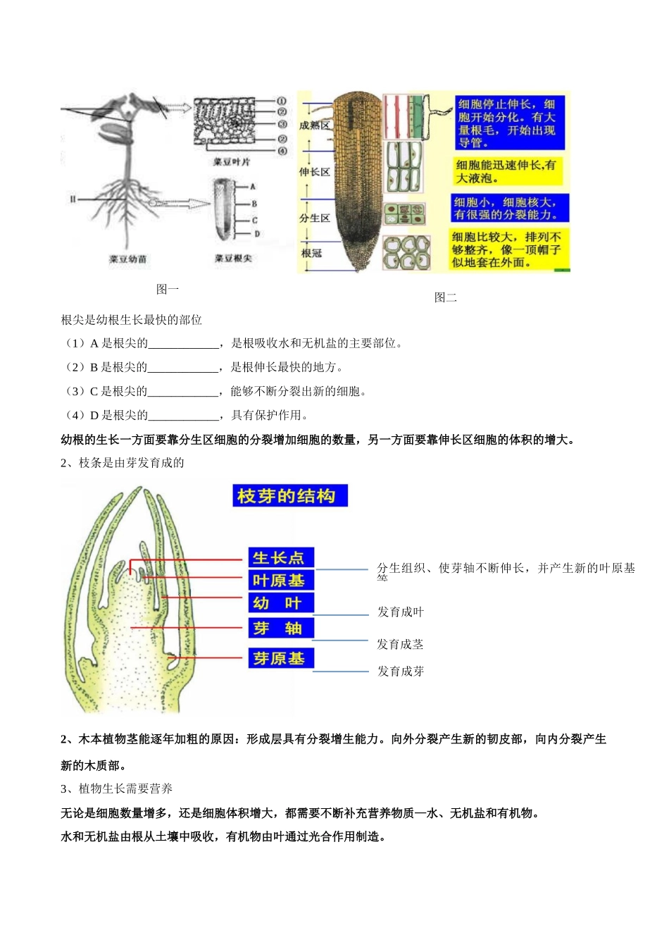 专题三 绿色开花植物的一生-2023年中考生物核心考点必背合集.doc_第3页