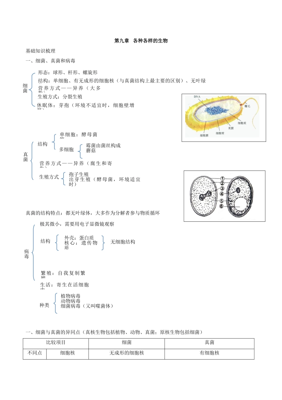 专题九 各种各样的生物-2023年中考生物核心考点必背合集.doc_第1页