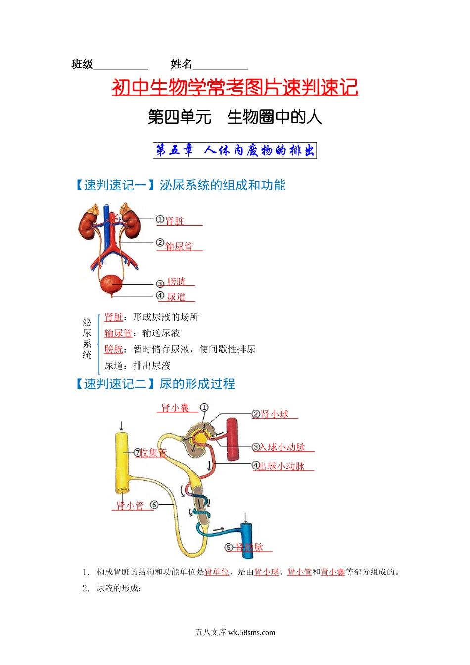 速判速记05  人体内废物的排出+人体生命活动的调节-【热图解读】中考生物常考图片速判速记（教师版）_八年级下册生物.docx_第1页