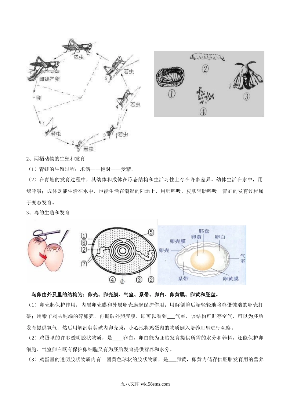 专题十一 生物的生殖和发育-2023年中考生物核心考点必背合集_八年级下册生物.doc_第2页