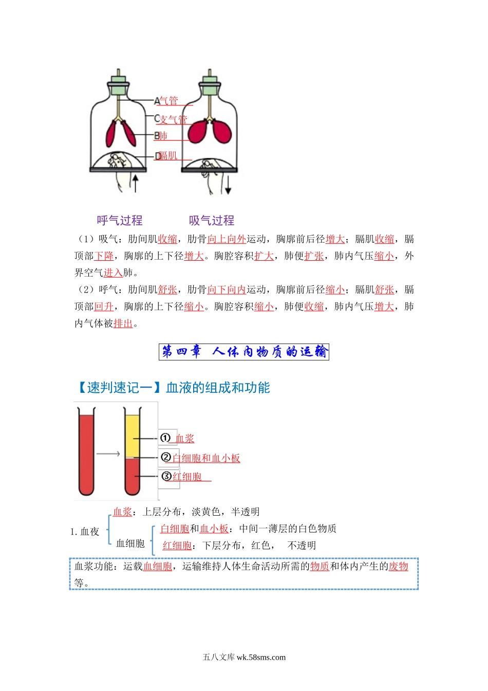 速判速记04  人体的呼吸+人体内物质的运输-【热图解读】中考生物常考图片速判速记（教师版）_八年级下册生物.docx_第2页