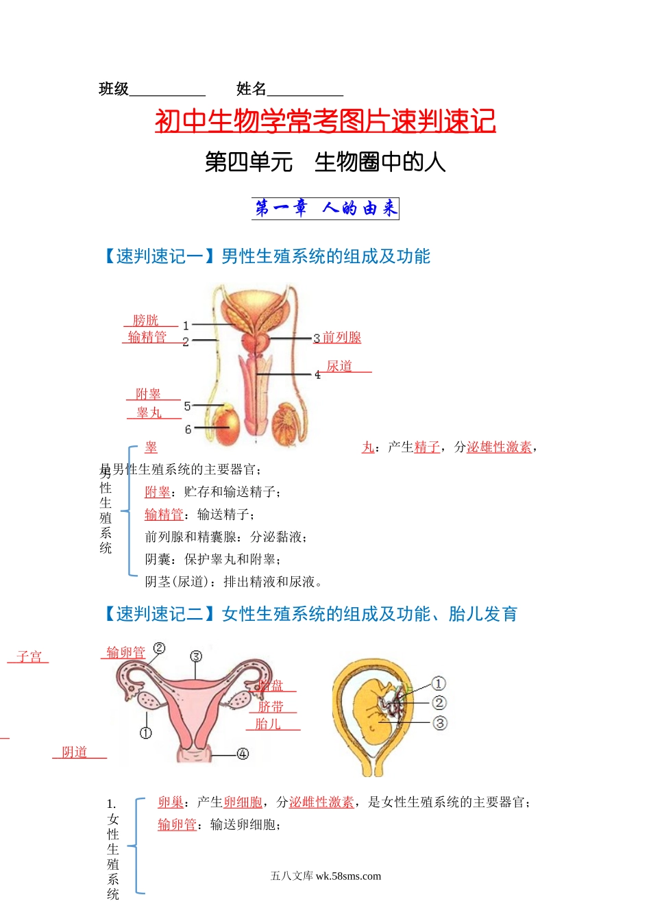 速判速记03   人的由来+人体的营养-【热图解读】中考生物常考图片速判速记（教师版）_八年级下册生物.docx_第1页