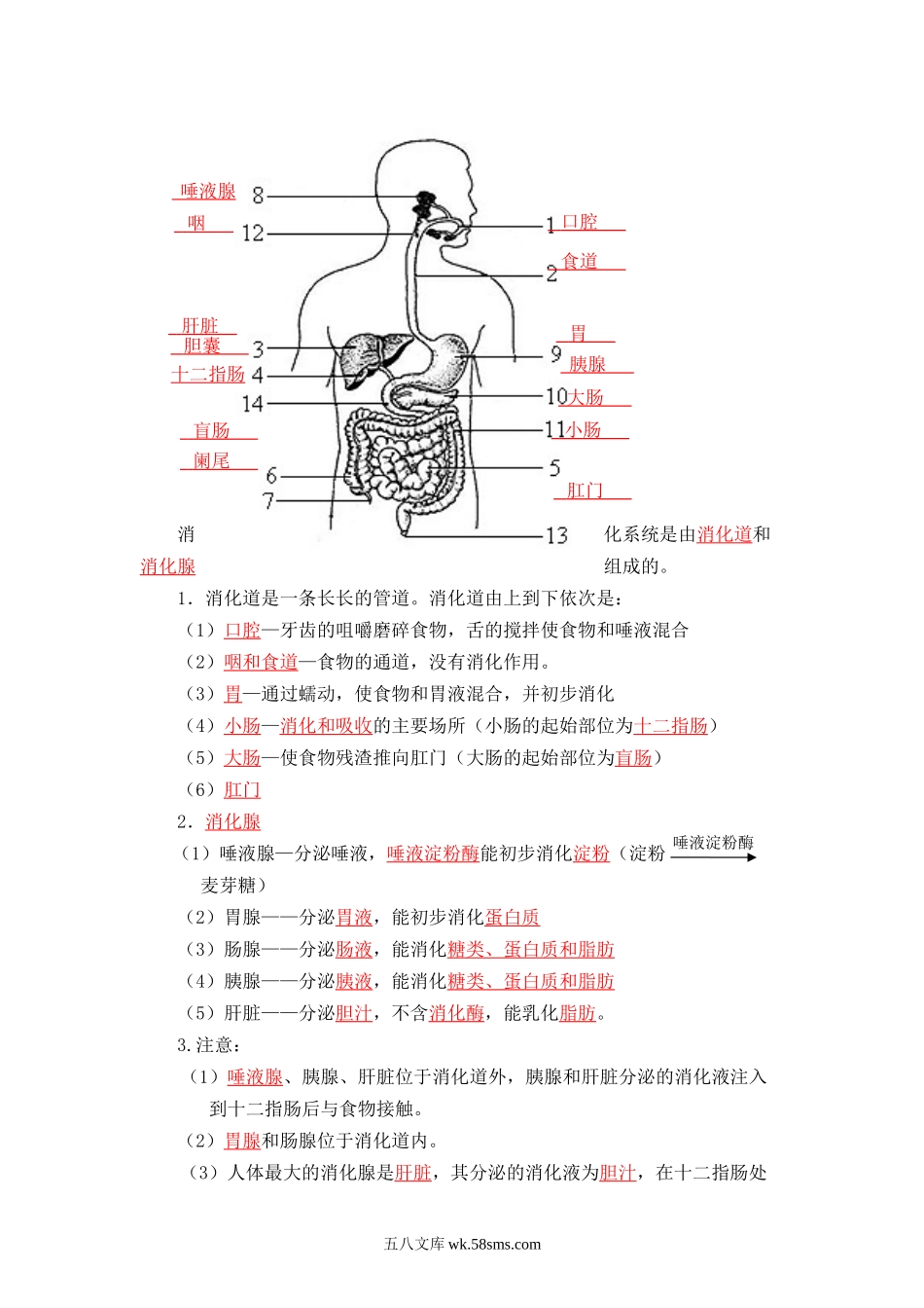 速判速记03   人的由来+人体的营养-【热图解读】中考生物常考图片速判速记（教师版）_八年级下册生物.docx_第3页