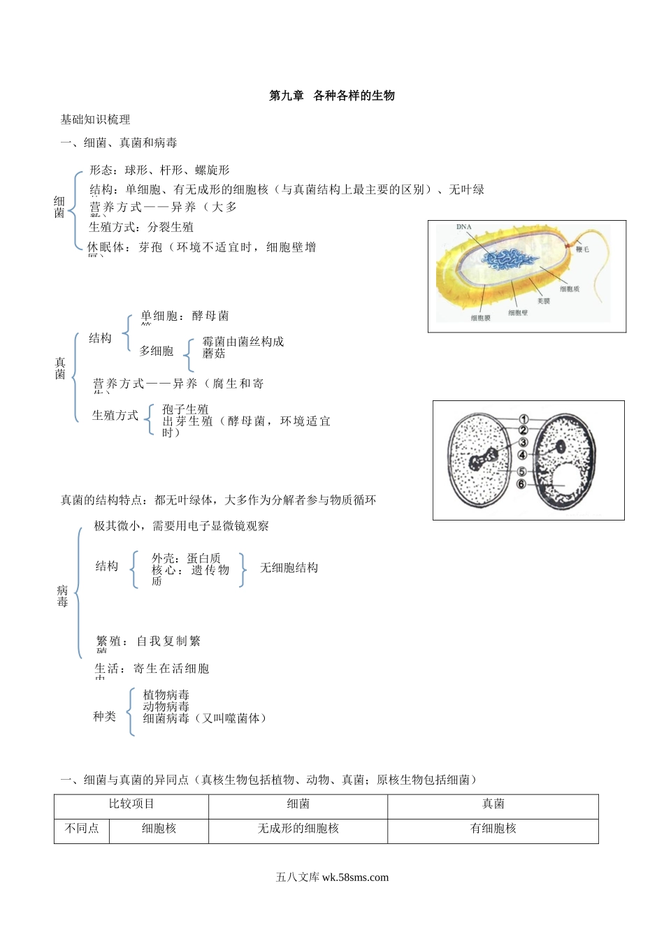 专题九 各种各样的生物-2023年中考生物核心考点必背合集_八年级下册生物.doc_第1页