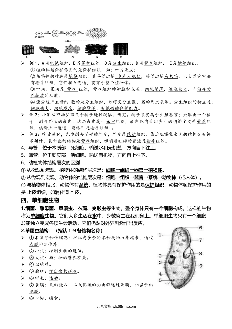 03+细胞怎样构成生物体-2022年中考生物一轮复习核心考点必背知识清单_八年级下册生物.docx_第3页