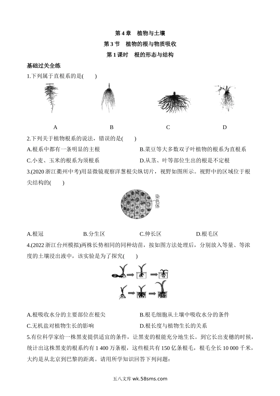 4.3.1 根的形态与结构 同步练习_八年级科学下册.docx_第1页