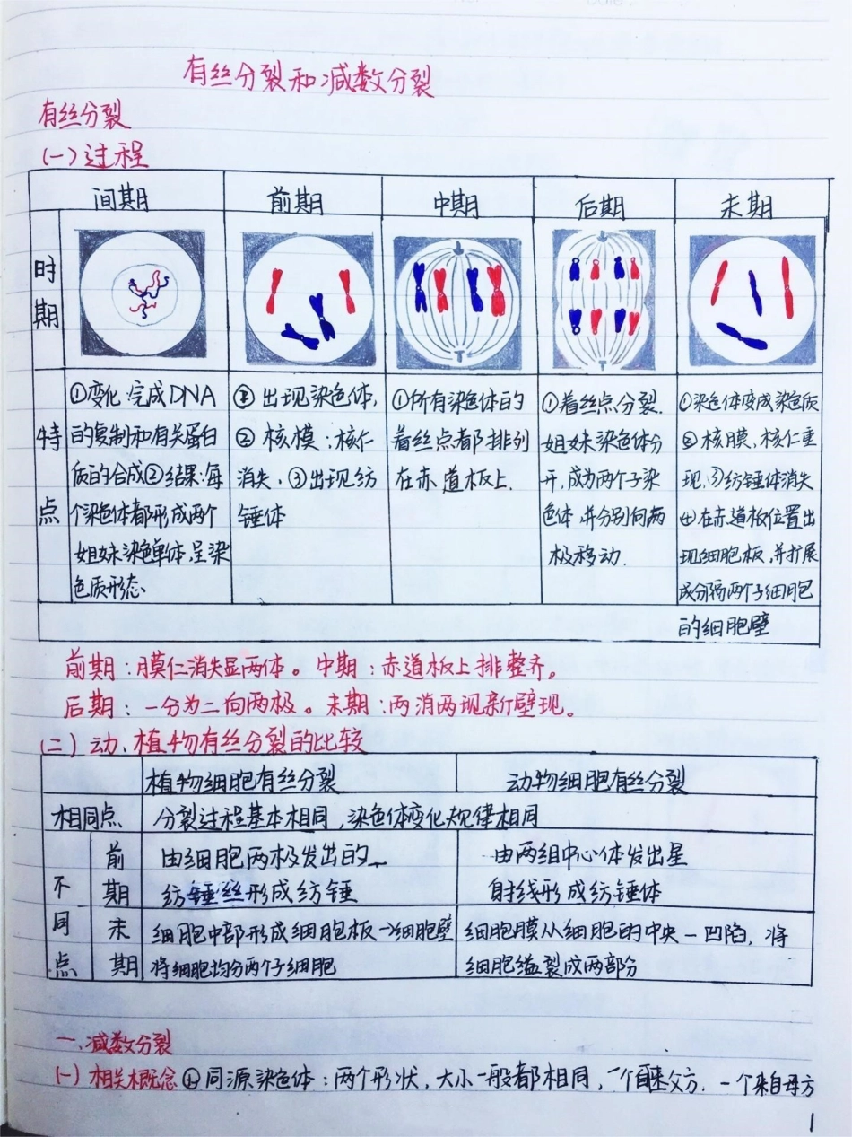 高中生物必修二有丝分裂-减数分裂详细复习笔记 ，期中考试就可以用上高中生物  手写笔记.pdf_第1页