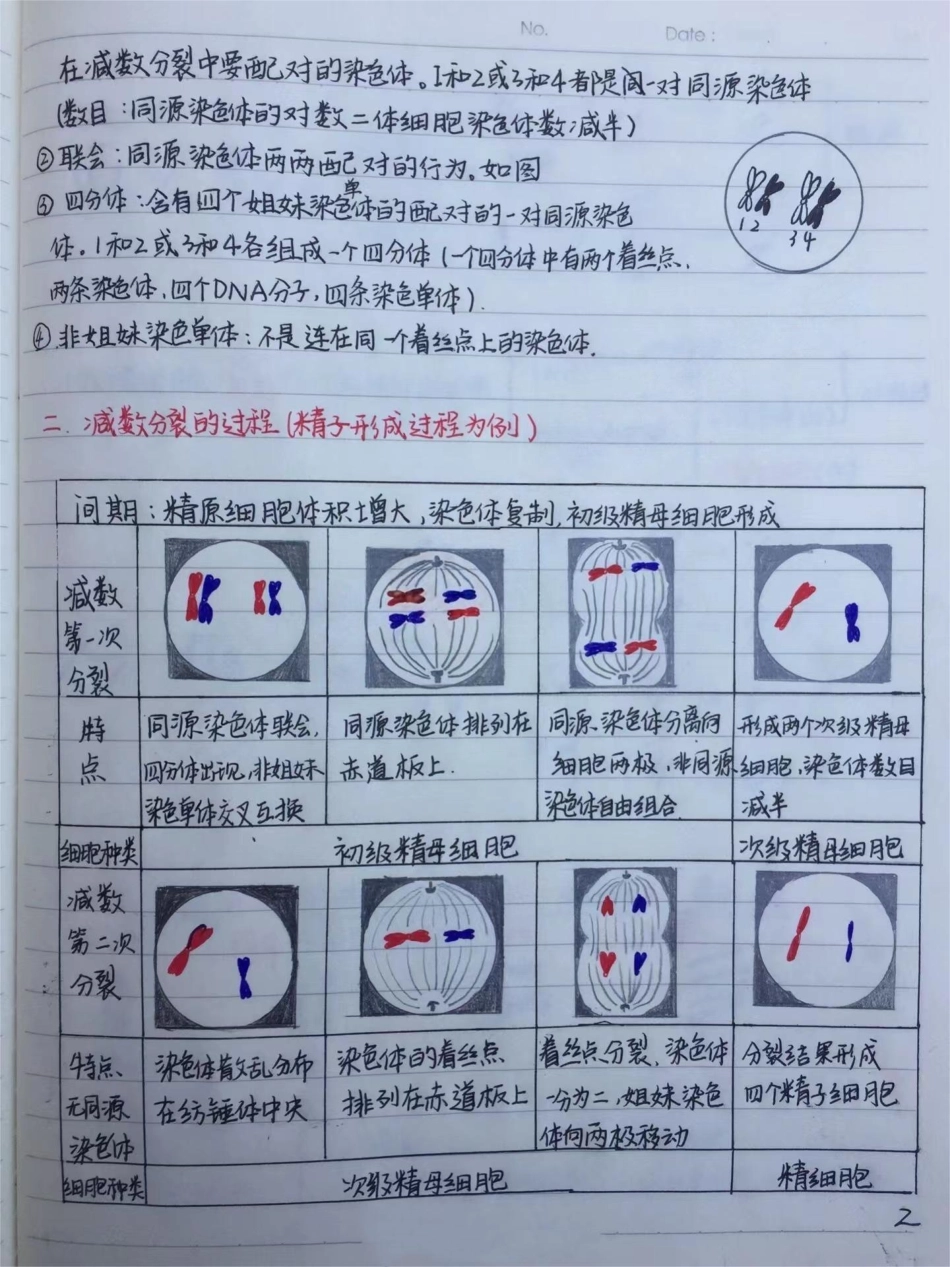 高中生物必修二有丝分裂-减数分裂详细复习笔记 ，期中考试就可以用上高中生物  手写笔记.pdf_第2页