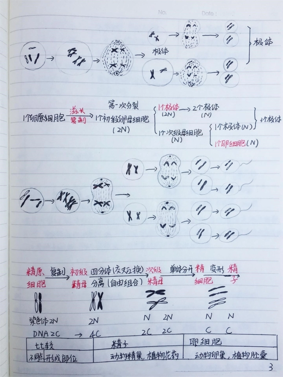 高中生物必修二有丝分裂-减数分裂详细复习笔记 ，期中考试就可以用上高中生物  手写笔记.pdf_第3页