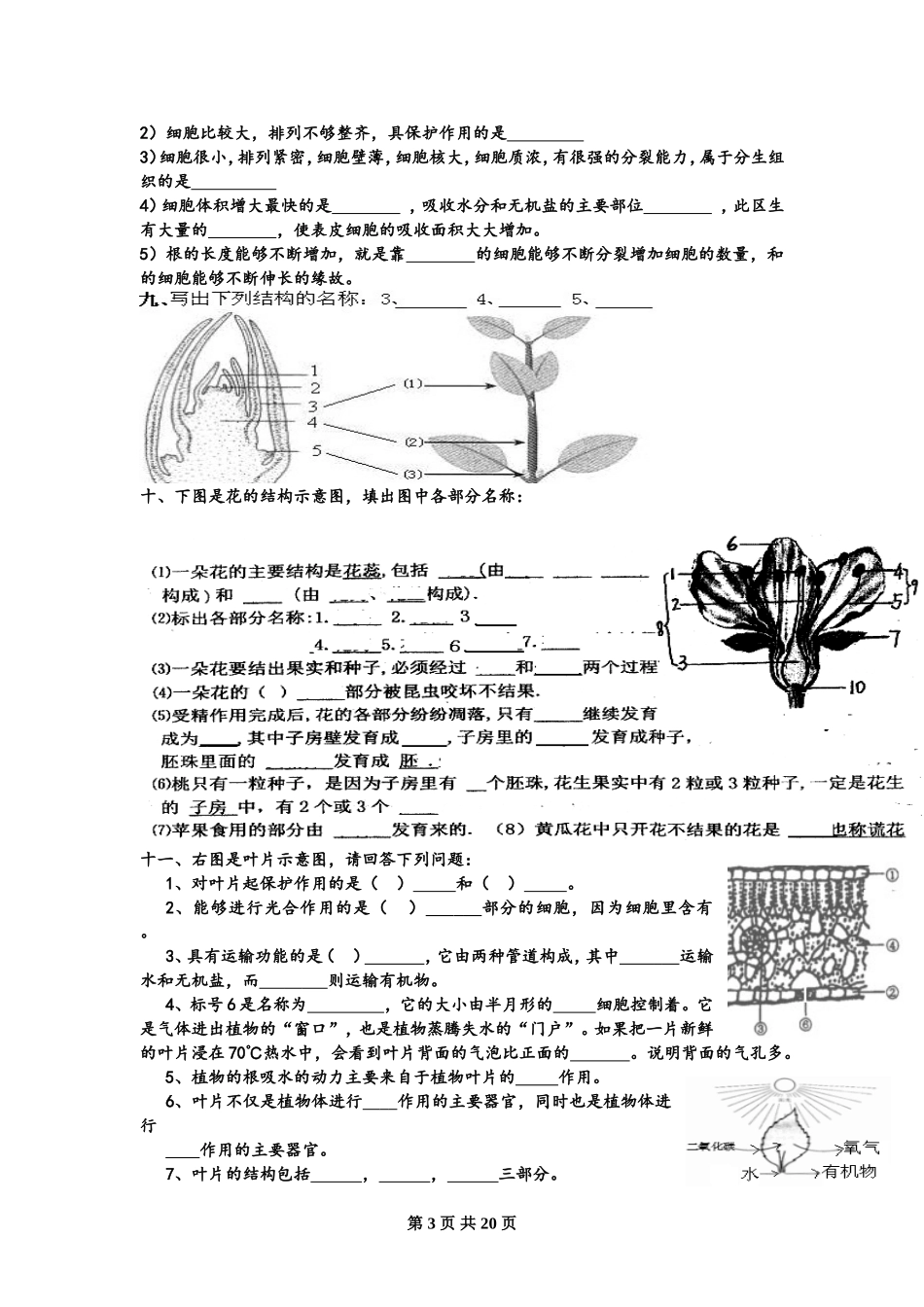 初中生物识图专题训练---全四册---有答案.doc_第3页