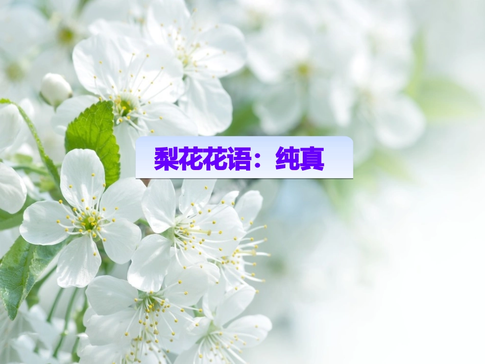 第15课《驿路梨花》2020-2021学年七年级语文下册同步备课课件（部编版）.pptx_第2页