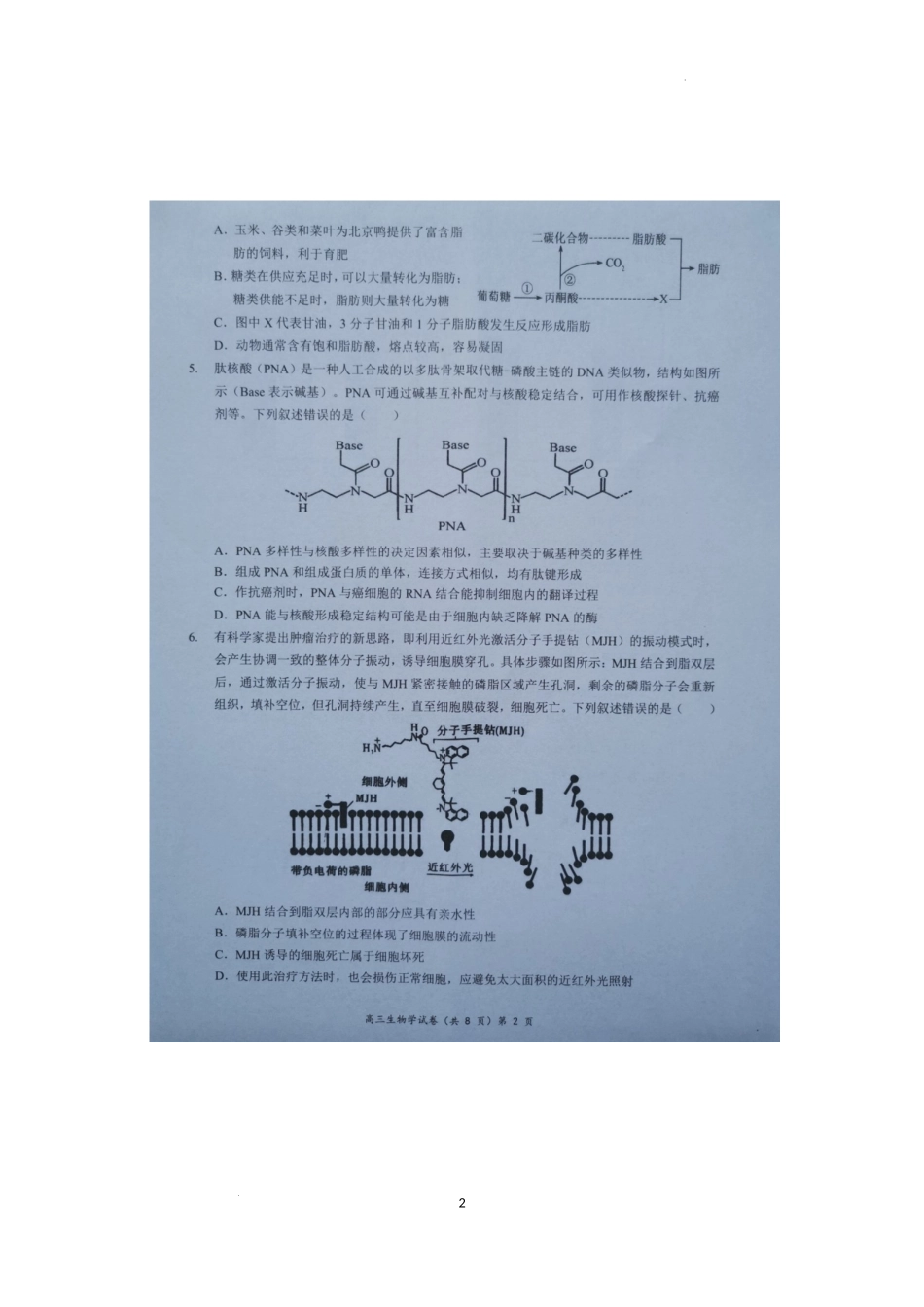 湖北省新高考协作体2024-2025学年高三上学期11月期中生物试题.docx_第2页