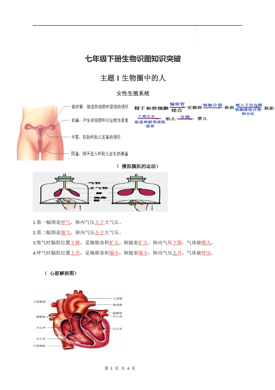 七年级下册识图知识突破-备战2024年中考生物复习重点难点易错点提分法宝.docx_第1页