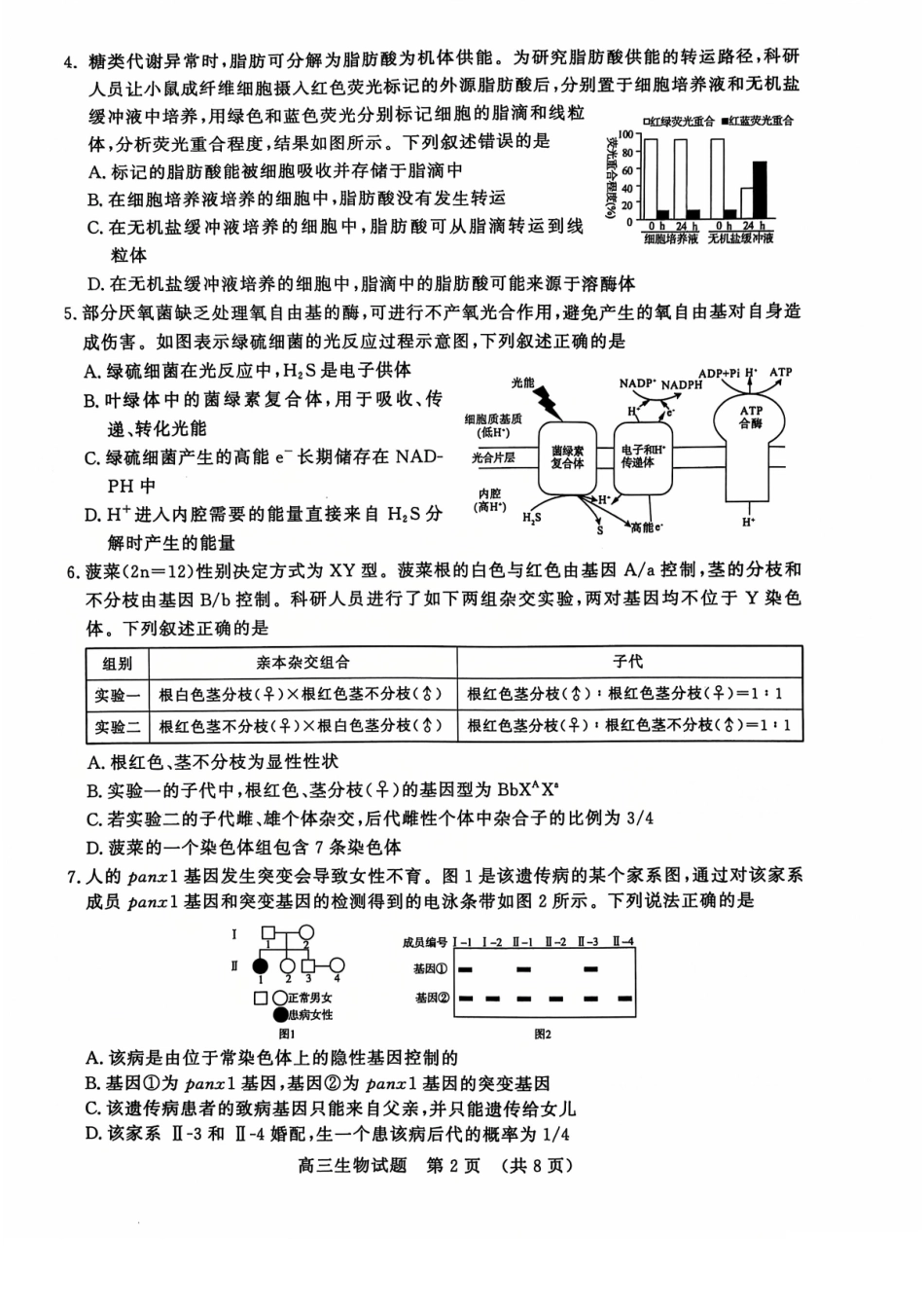 山东省名校考试联盟2024年12月高三阶段性检测生物试卷.pdf_第2页