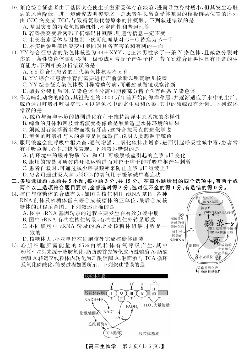 河南省金科新未来大联考2024-2025学年高三上学期11月生物试题.pdf_第3页
