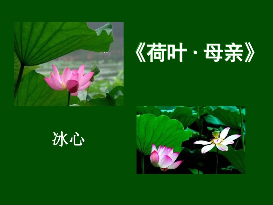 《荷叶—母亲》课件.pptx_第1页