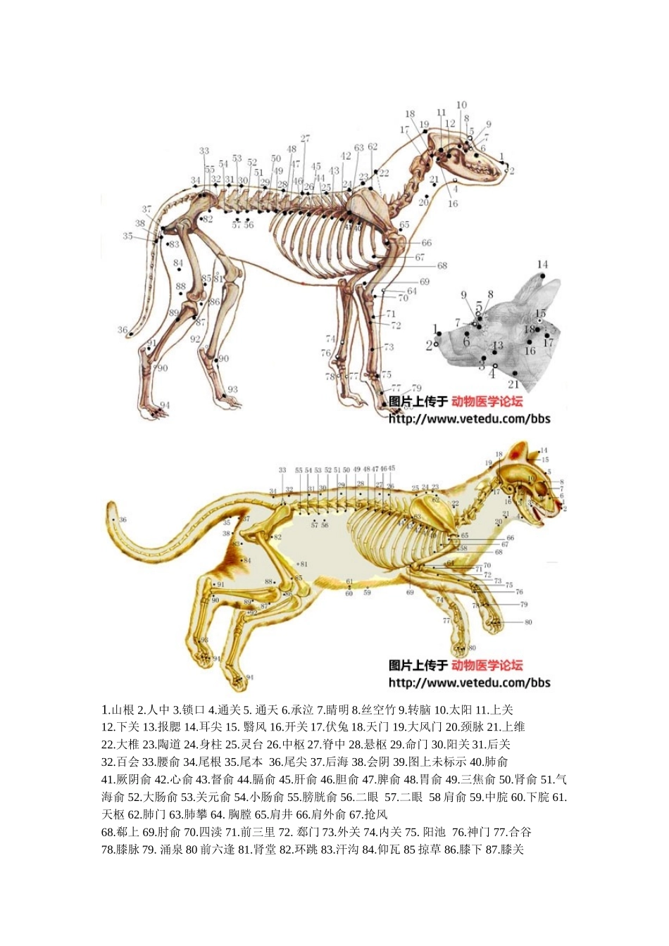 穴位图.doc_第1页