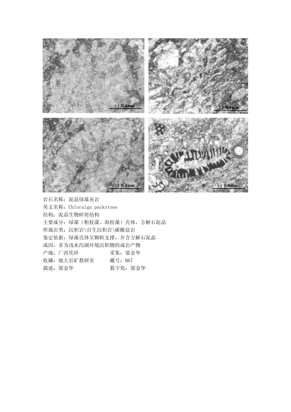 泥晶绿藻灰岩.pdf_第2页