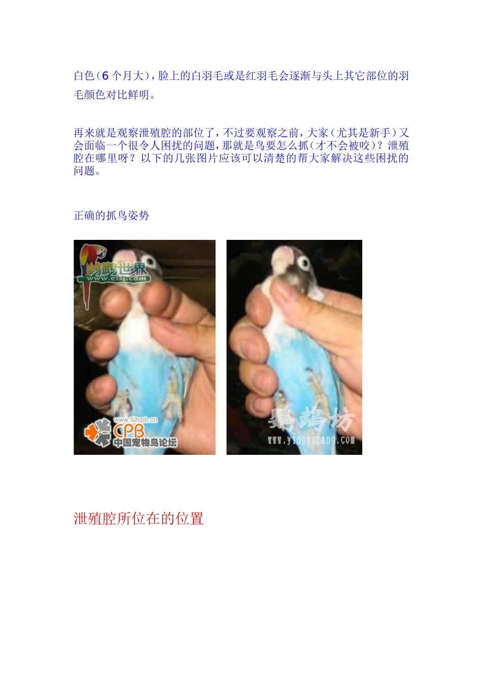 最详细的公母区分法.doc_第2页