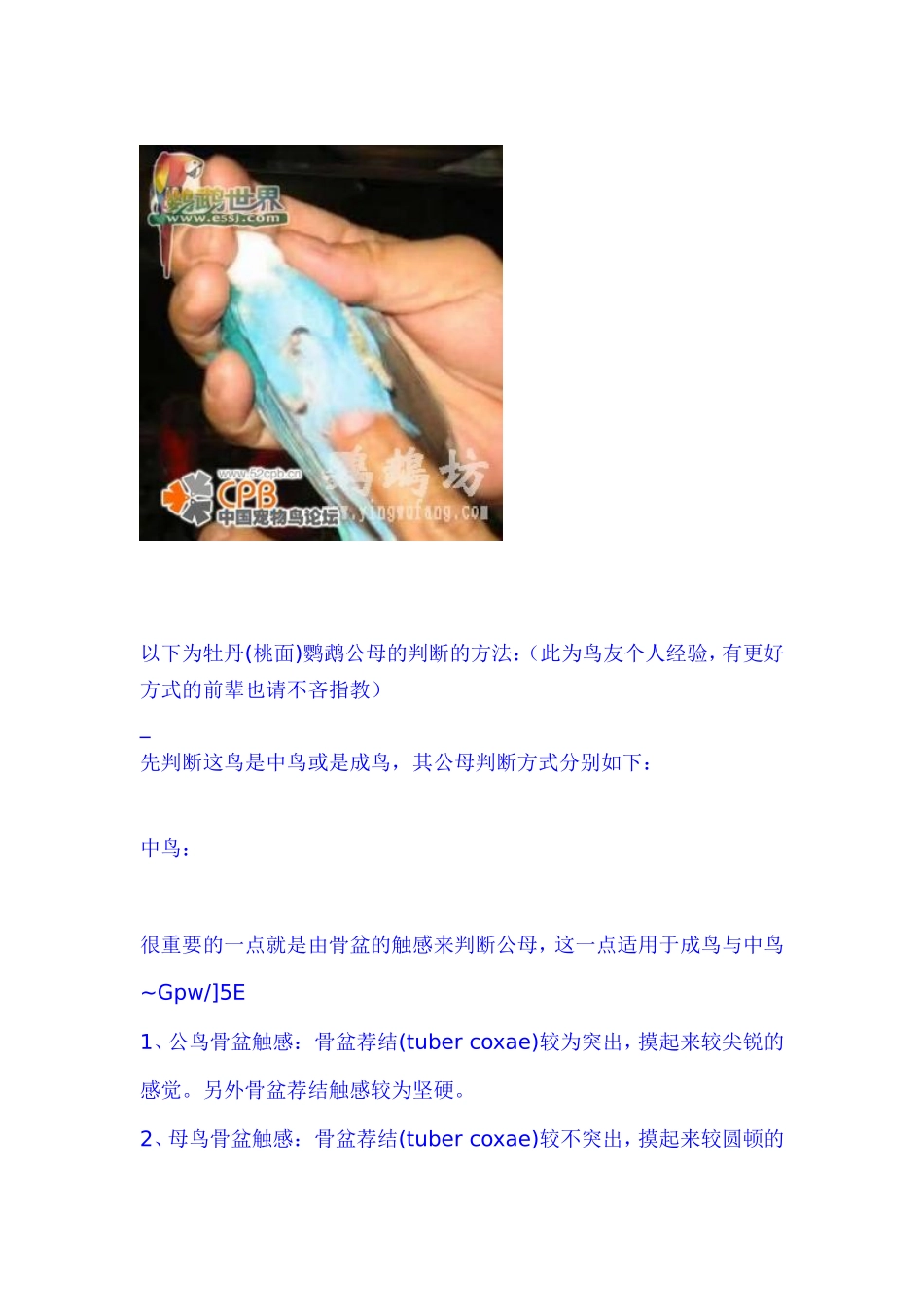 最详细的公母区分法.doc_第3页