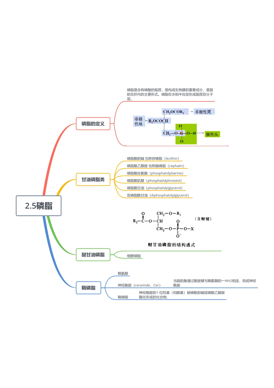 2.5磷脂.pdf_第1页