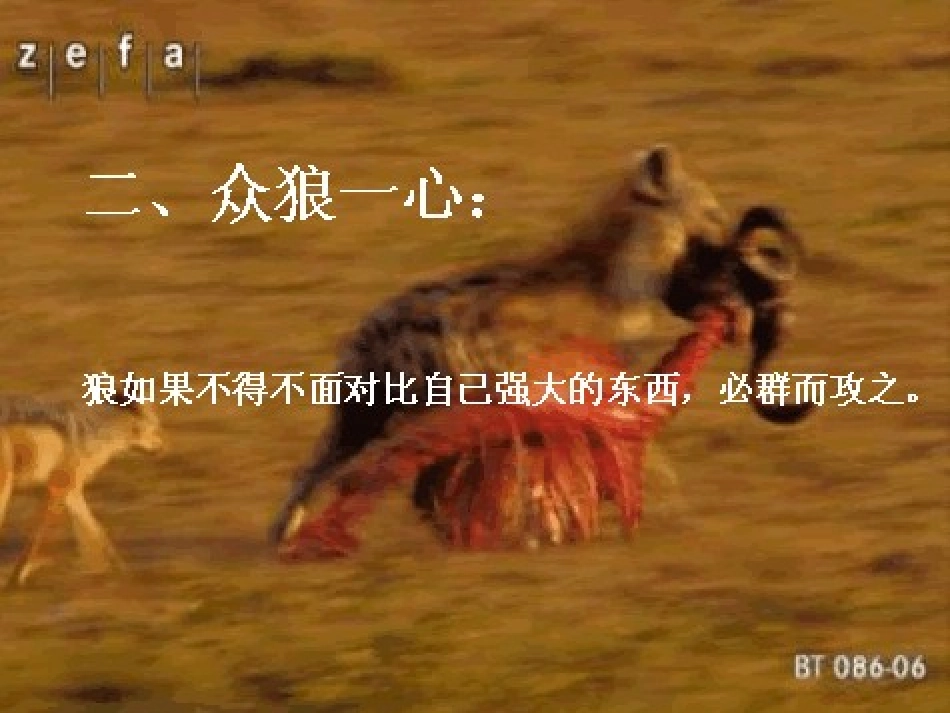 狼.ppt_第3页
