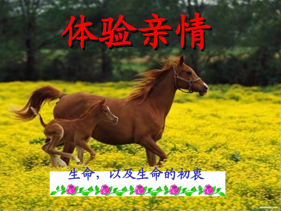 主题班会：亲情教育之尊重母亲，感悟母恩.ppt_第2页