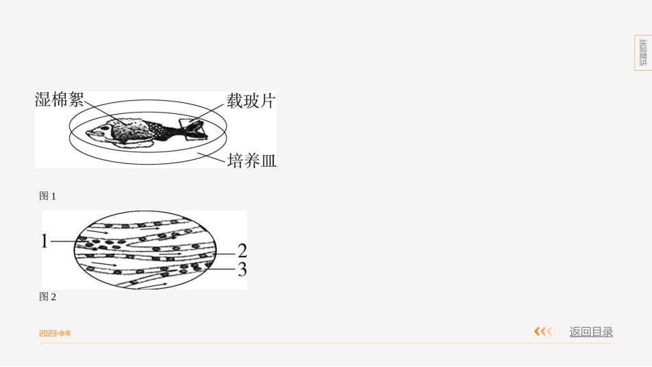 【中考生物】实验突破九　观察小鱼尾鳍内血液的流动.pptx_第3页