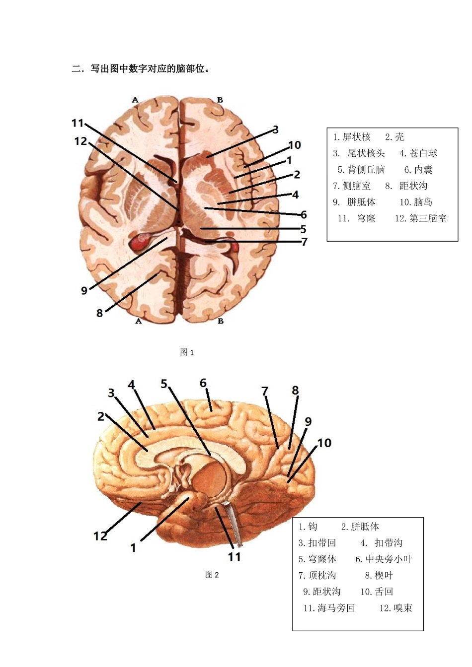 解剖作业答案.docx_第1页