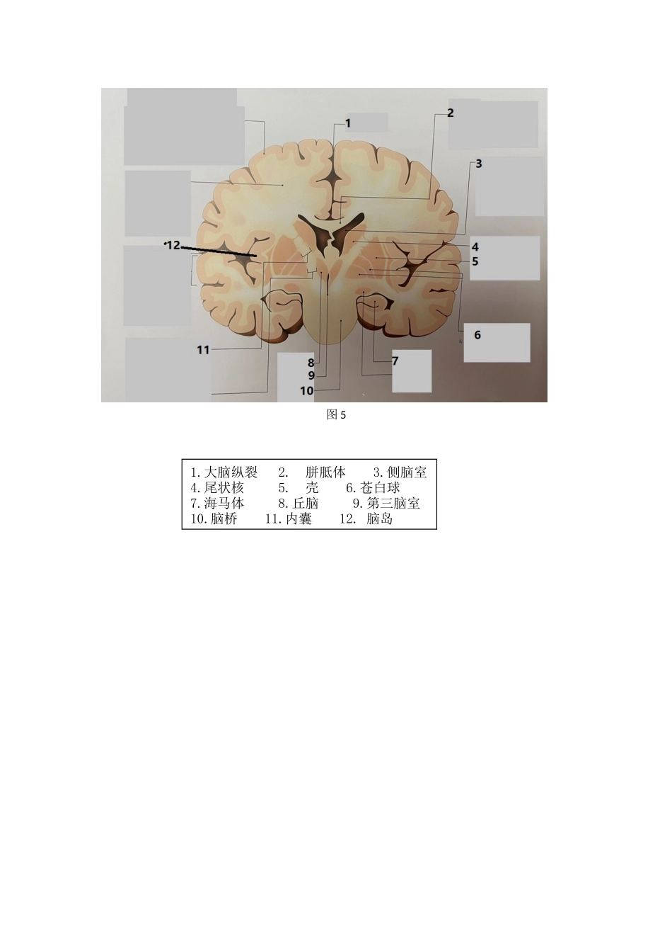 解剖作业答案.docx_第3页