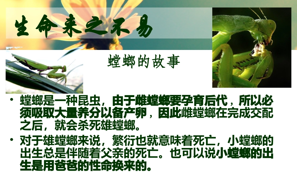 珍惜生命主题班会.ppt_第3页