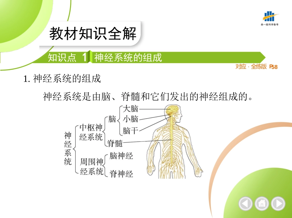 【七年级下册生物济南版】第五章 人体生命活动的调节-全解版：第二节 神经调节的结构基础.pptx_第2页