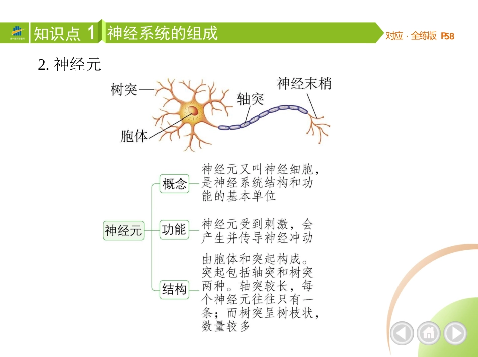 【七年级下册生物济南版】第五章 人体生命活动的调节-全解版：第二节 神经调节的结构基础.pptx_第3页