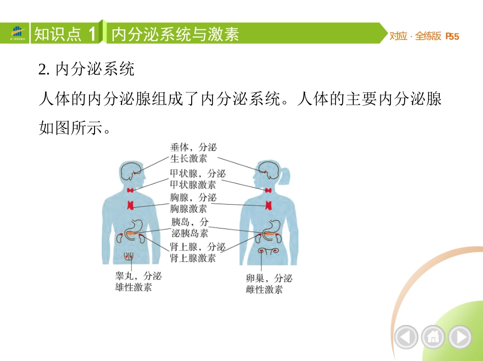 【七年级下册生物济南版】第五章 人体生命活动的调节-全解版：第一节 人体的激素调节.pptx_第3页