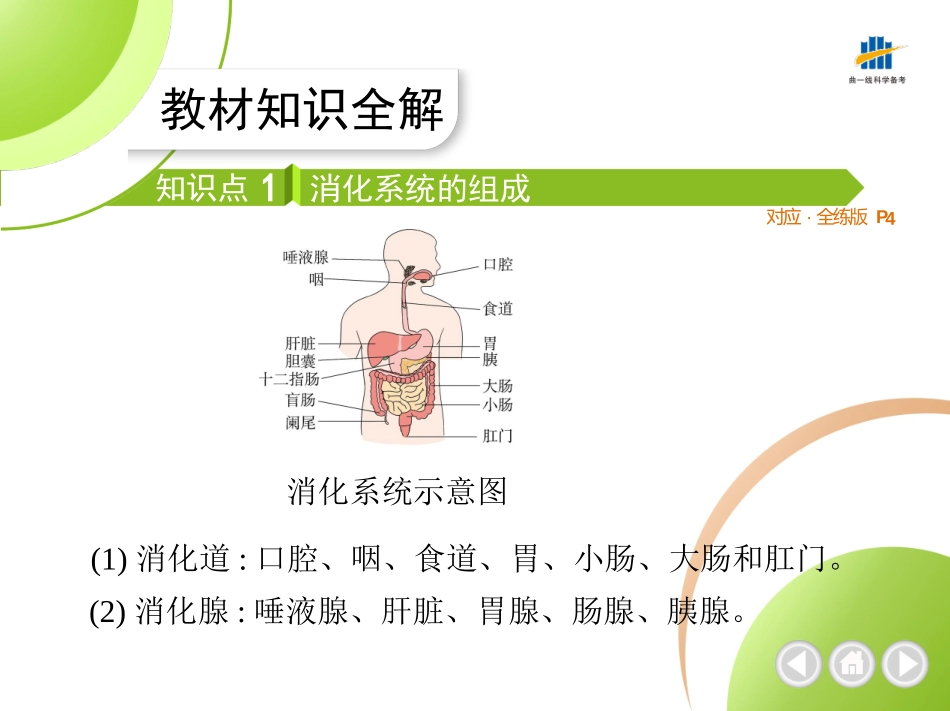 【七年级下册生物济南版】第一章 人的生活需要营养-全解版：消化和吸收.pptx_第2页