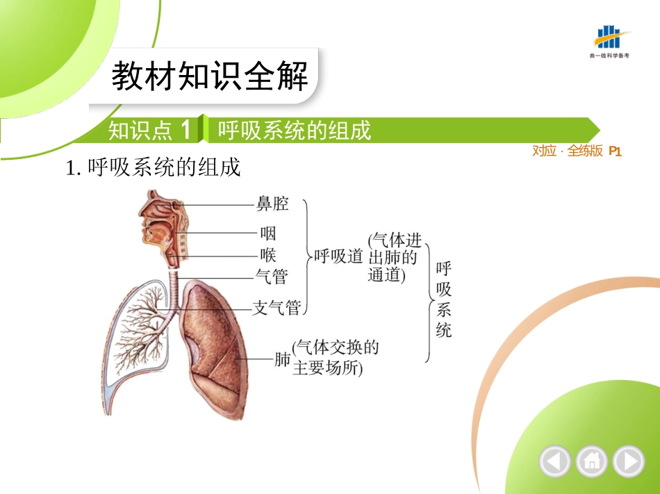 【七年级下册生物济南版】-全解版：第一节 人体与外界的气体交换.pptx_第2页