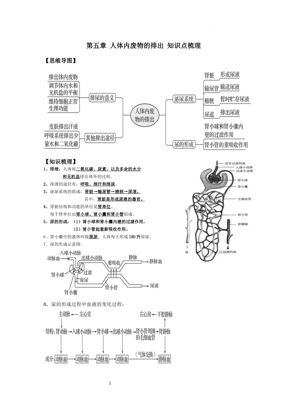 【七年级下册生物人教版】第五章 人体内废物的排出（知识点梳理）.docx_第1页