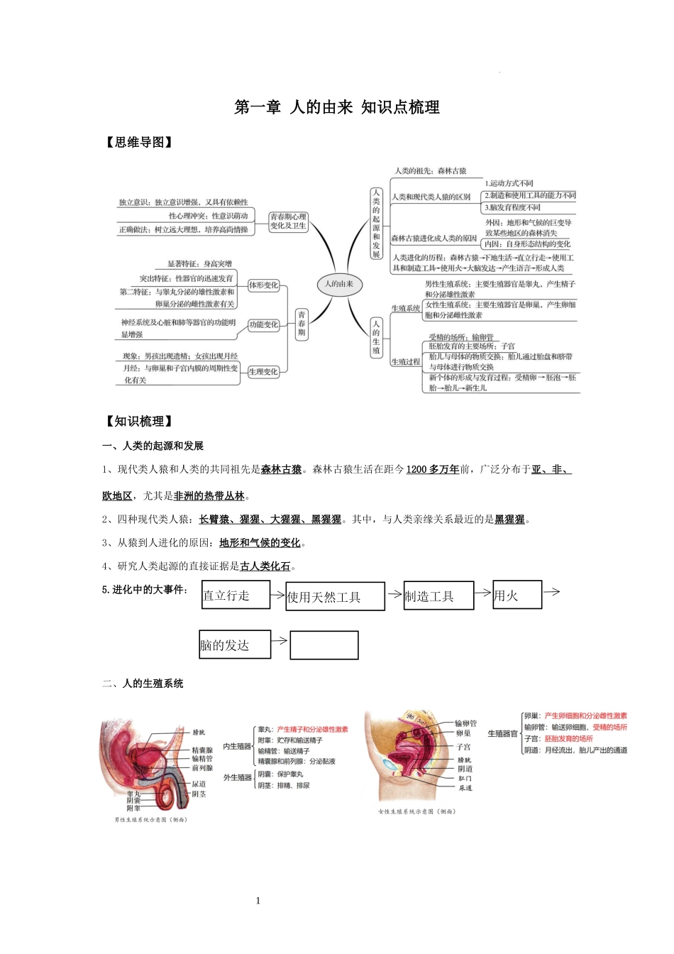 【七年级下册生物人教版】第一章 人的由来（知识点梳理）.docx_第1页