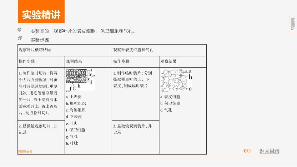 【中考生物】实验突破四　观察叶片的结构.pptx_第2页