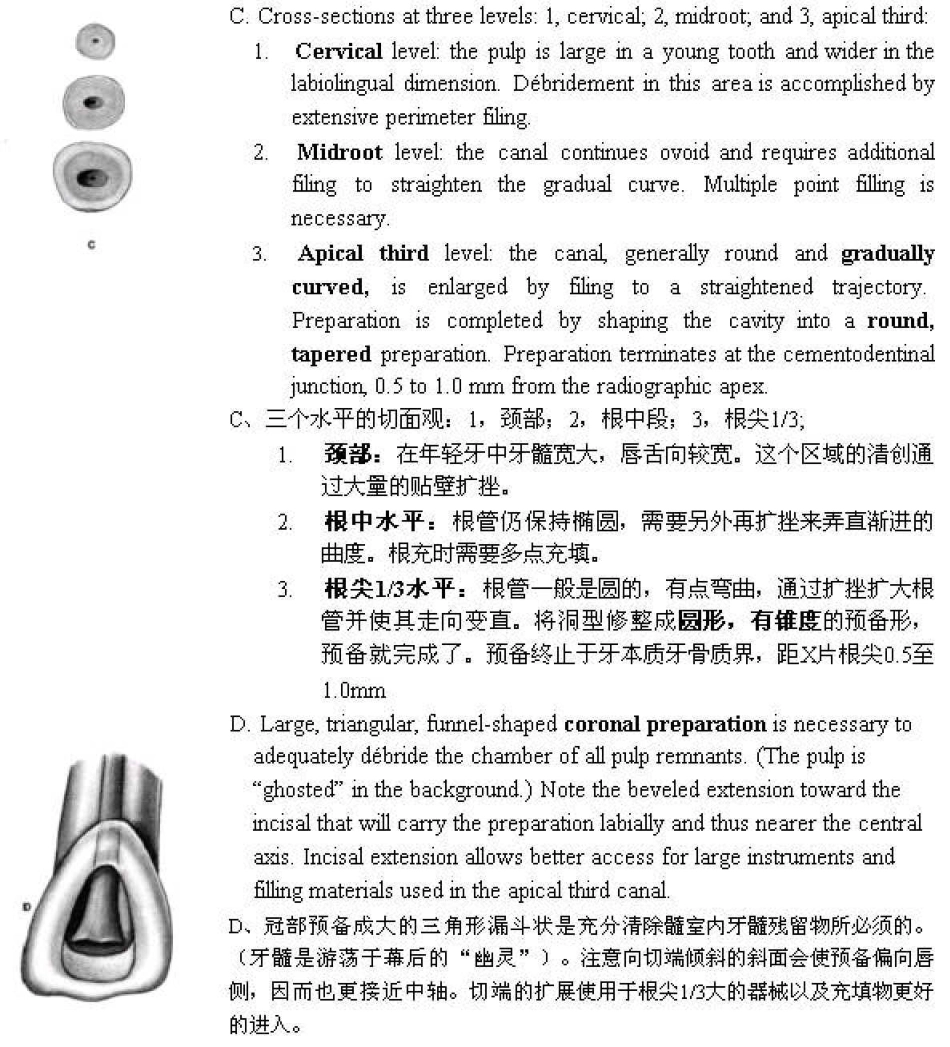 Endo第五版中各牙的牙髓解剖及冠部洞型预备.pdf_第2页