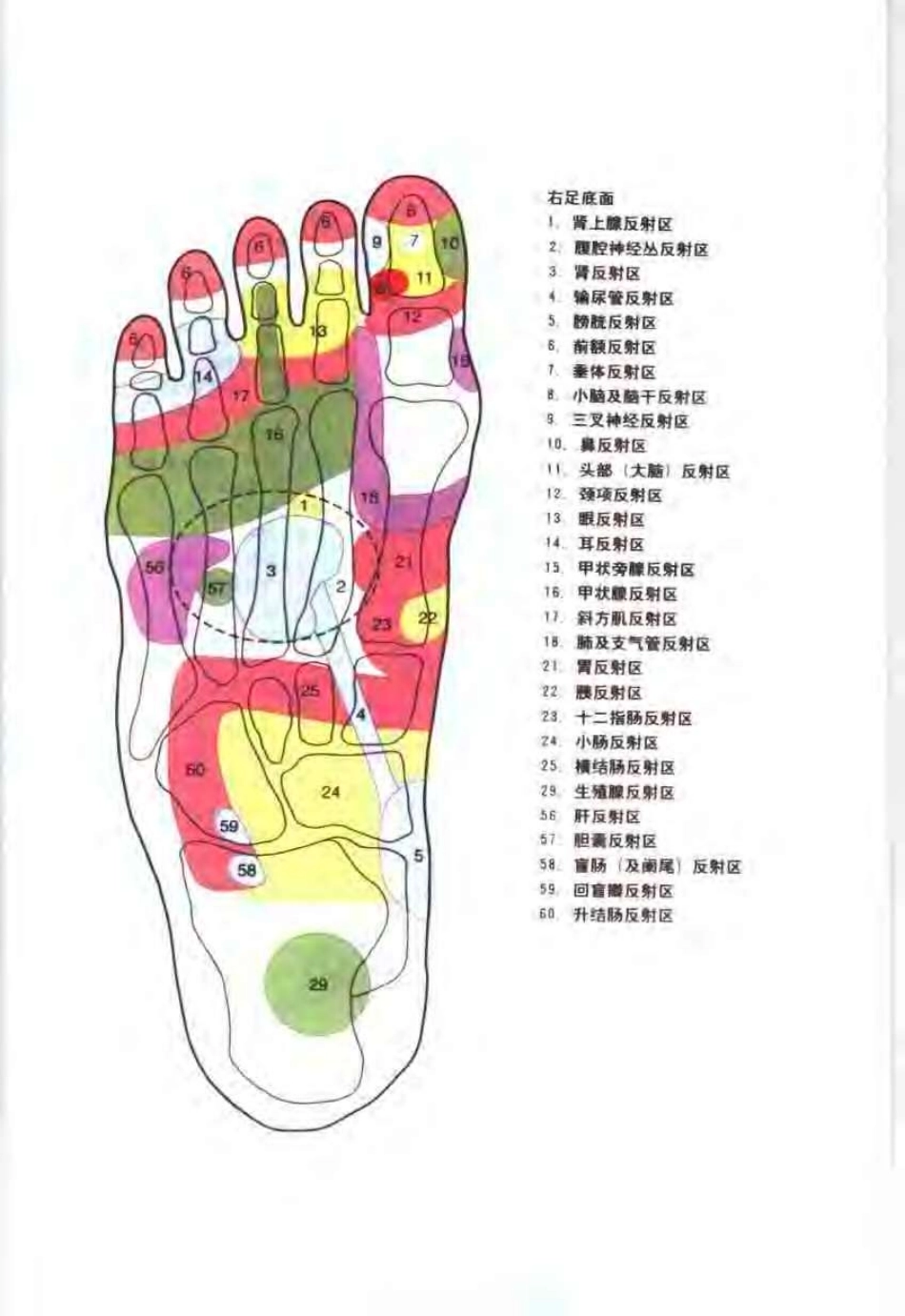 足部按摩顶尖手法与高超技巧：图解按摩穴位与反射.pdf_第3页